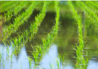 水の張られた田に並ぶ稲の苗の画像
