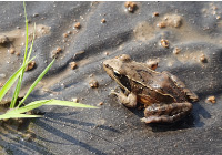 田んぼに息づくカエルの画像