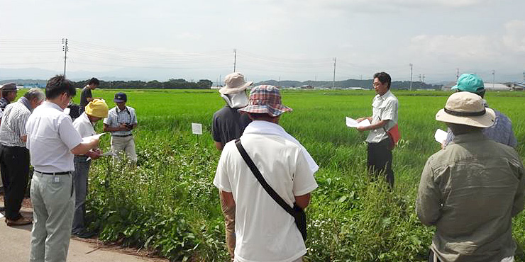 山形県有機農業者協議会圃場検討会の画像