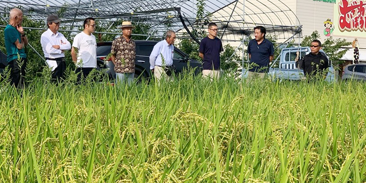 天童市の有機農業オープンフィールドで水稲を観察する参加者の様子