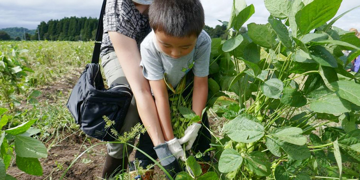 食農体験で枝豆の収穫をする子供たちの画像