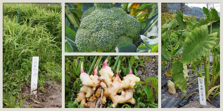 ブロッコリーや生姜など山形県農業総合研究センターの有機野菜の画像